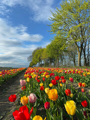 Tulpenfeld in der Lüneburger Heide © Elke Hötzel