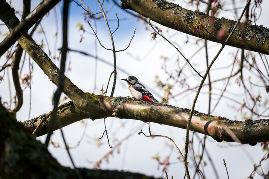 Buntspecht im Feldahorn