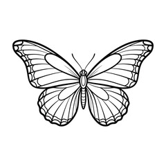 Fototapeta premium Black and white butterfly illustration with open wings