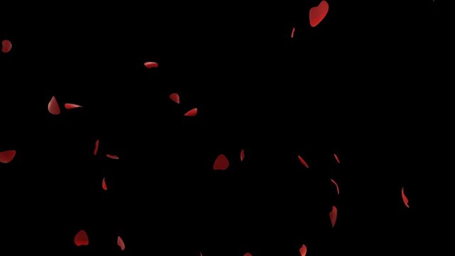 Soft red flower petals floating and falling in gentle breeze isolated on transparent background &ndash; elegant love themed overlay with alpha