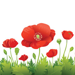 Naklejka premium Vibrant red poppy flowers blooming against a white background