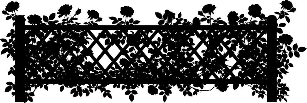 Climbing roses silhouette growing on a wooden trellis fence