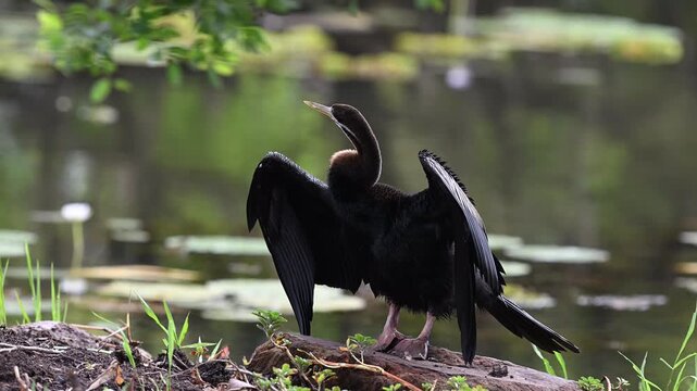Australasian darter, Anhinga novaehollandiae, in a swampy billabong in Northern Territory, Australia. Waterbird in natural wetland habitat with tropical landscape and calm wildlife environment.