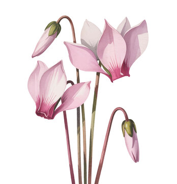 Light pink unopened rose flowers with natural stems in watercolor.