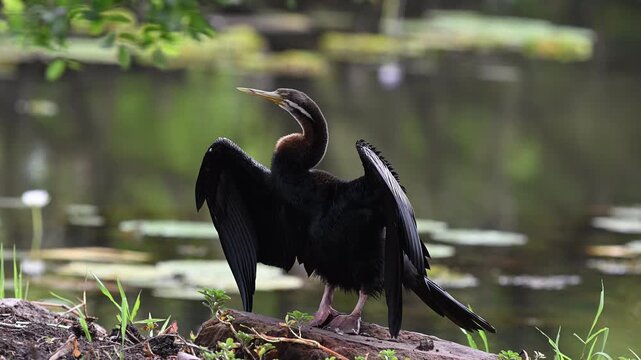Australasian darter, Anhinga novaehollandiae, in a swampy billabong in Northern Territory, Australia. Waterbird in natural wetland habitat with tropical landscape and calm wildlife environment.
