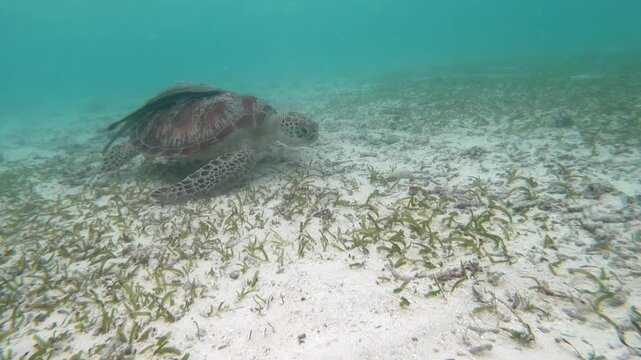 The green sea turtle (Chelonia mydas) with cleane fish is greazing on seagrass. Green sea turtles have a variety of parasites including barnacles, leeches, protozoans, cestodes, and nematodes.