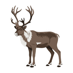 Fototapeta premium Reindeer standing isolated on white background looking left