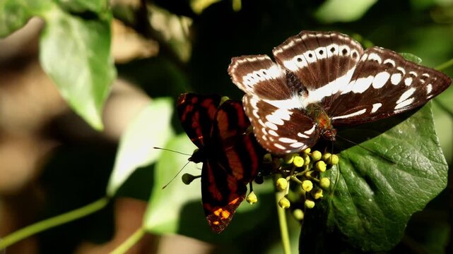Closeup video of studded sergeant butterfly (athyma asura) feeding on nectar and pollinating himalayan ivy (hedera nepalensis) flowers in natural forest habitat during autumn season in india.