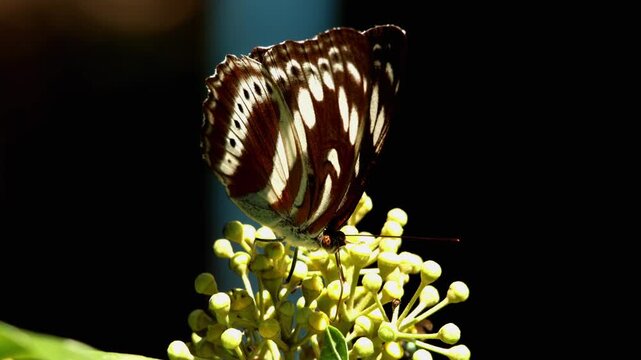Macro closeup footage of athyma asura butterfly collecting nectar from hedera nepalensis flowers in himalayan forest of himachal pradesh during autumn.