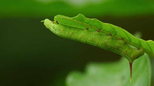 Closeup video of a Macroglossum belis hummingbird hawk moth caterpillar feeding naturally on fresh Spermadictyon suaveolens leaves inside a lush monsoon forest in Himachal Pradesh, India.