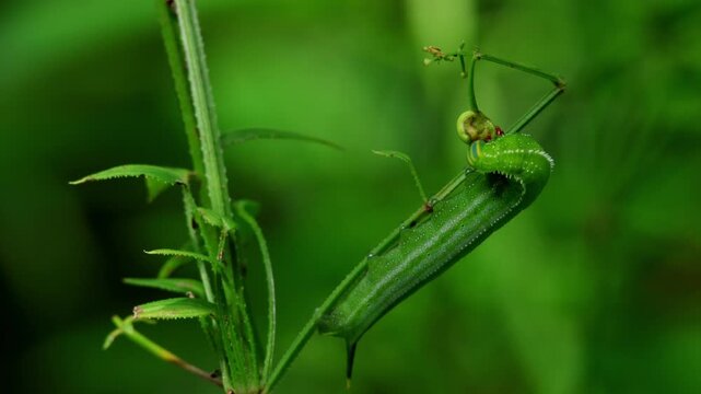 Closeup macro video of hummingbird hawkmoth Macroglossum bombylans caterpillar feeding on its host plant Rubia cordifolia in natural monsoon habitat of Himachal Pradesh India.