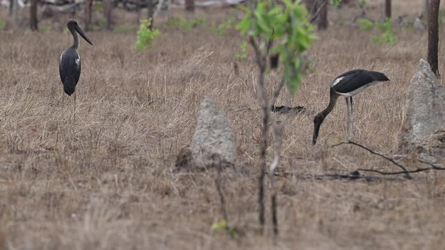 Australian black necked stork, Ephippiorhynchus asiaticus, Jabiru in Northern Territory, Australia. Large waterbird in natural wetland habitat with tropical landscape and rich wildlife environment.