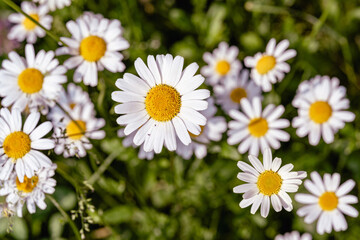 Fototapeta premium daisy flower in spring