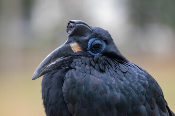 A Abyssinian ground hornbill at a local zoo © Matt