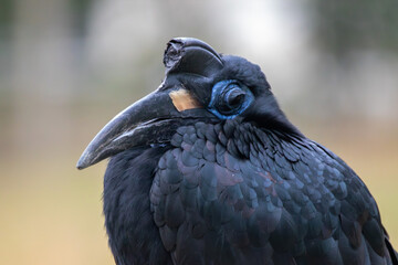 A Abyssinian ground hornbill at a local zoo © Matt