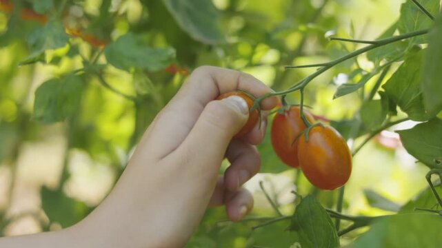 Close up of hand picking ripe organic cherry tomatoes from vine in garden during sunny summer day. Fresh healthy vegetable harvest concept in agricultural farm or greenhouse with blurred background.