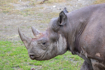 Obraz premium A black rhinoceros at a local zoo