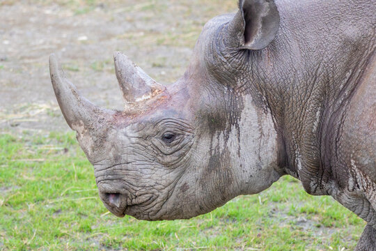 A  black rhinoceros at a local zoo