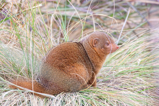 A common dwarf mongoose at a local zoo
