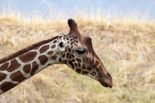 A reticulated giraffe at a local zoo