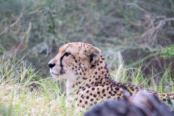 A cheetah at a local zoo © Matt