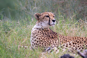 A cheetah at a local zoo © Matt