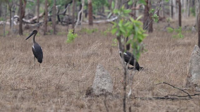 Australian black necked stork, Ephippiorhynchus asiaticus, Jabiru in Northern Territory, Australia. Large waterbird in natural wetland habitat with tropical landscape and rich wildlife environment.