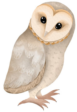 Cute owl cartoon.Feathered animals.