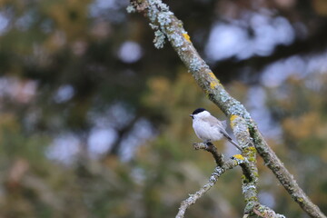 marsh tit © Thomas