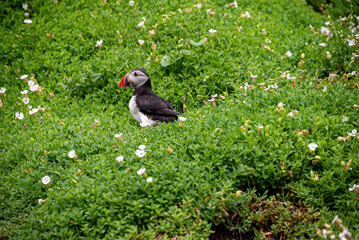 Obraz premium Puffins Life