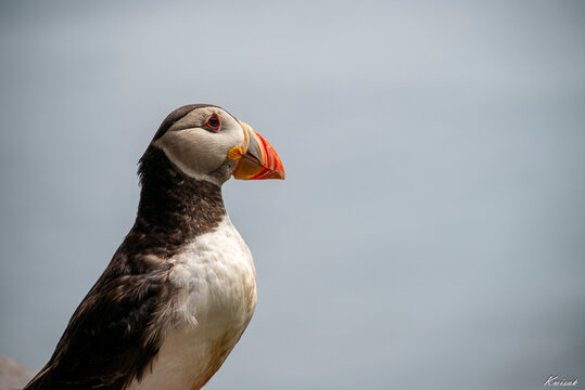 Puffins Life