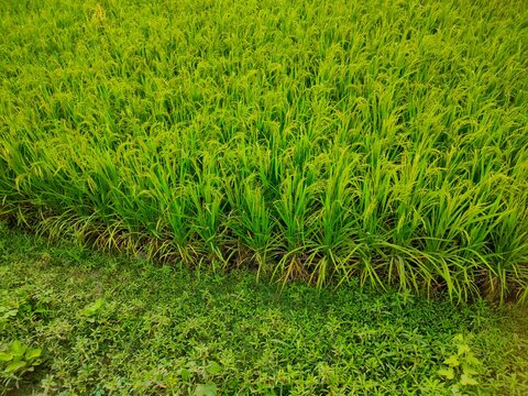Lush green paddy field, village cultivation land, rural farming 
