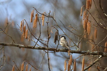 marsh tit © Thomas