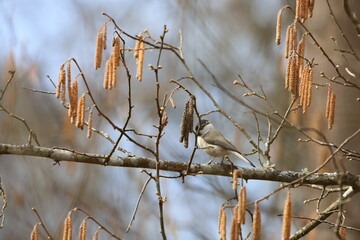 marsh tit © Thomas
