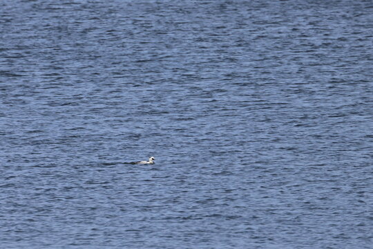 smew