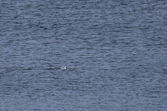 smew