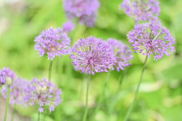 Fototapeta premium Purple Allium Flowers