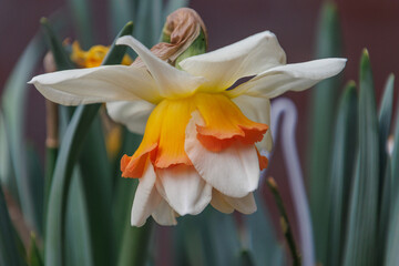 Fototapeta premium Der Frühling in Westfalen
