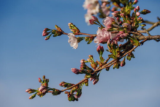 Der Fr&uuml;hling in Westfalen