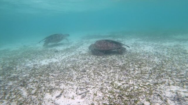 The green sea turtle (Chelonia mydas) with cleane fish is greazing on seagrass. Green sea turtles have a variety of parasites including barnacles, leeches, protozoans, cestodes, and nematodes.