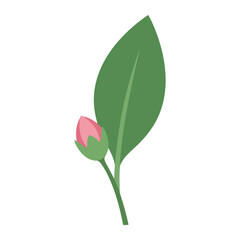 Obraz premium Simple flat Pimelea with one leaf and pink bud flower bud