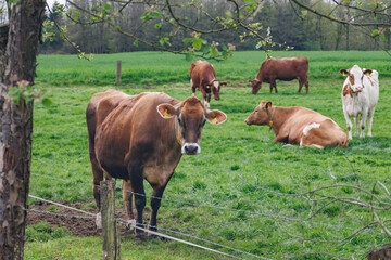 Naklejka premium Frühlingszeit im westlichen Münsterland