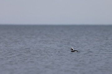 Naklejka premium long-tailed duck