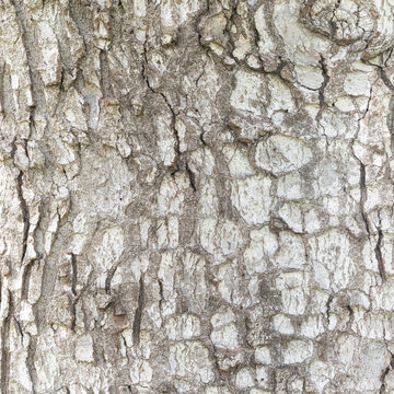 Abies bark texture close-up &ndash; detailed conifer trunk pattern