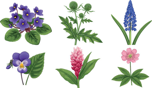 Detailed Botanical Flower Set with African Violet, Pansy, Thistle, Muscari, Ginger, and Anemone for Nature and Garden Designs
