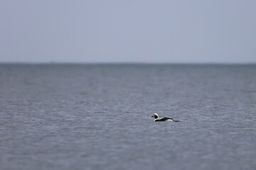 Naklejka premium long-tailed duck