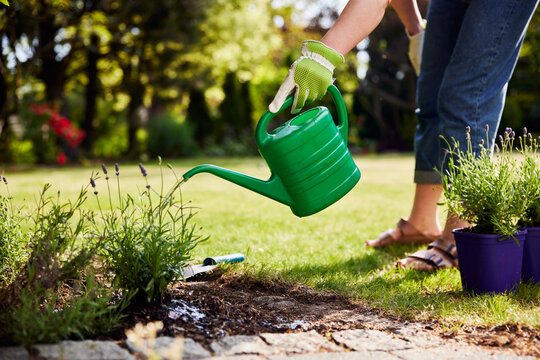 Woman watering garden bed with watering can in backyard