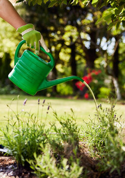 Woman watering plants with water can in backyard garden