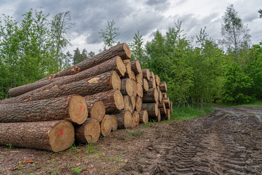 Marked piles of log after lumbering