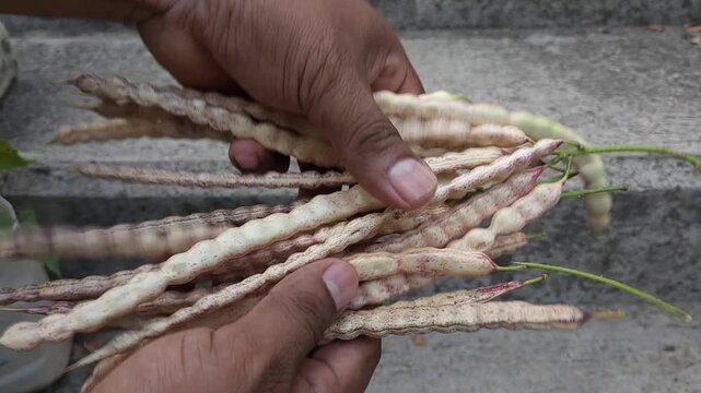 Showing a Bunch of Mesquite Pods in a Rural Setting